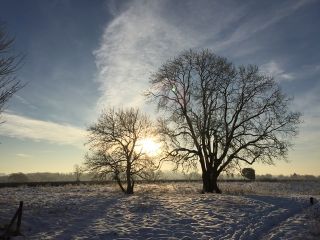 The sun shining through trees at Grimley village